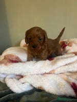 Cockapoo dogs - Advert 7