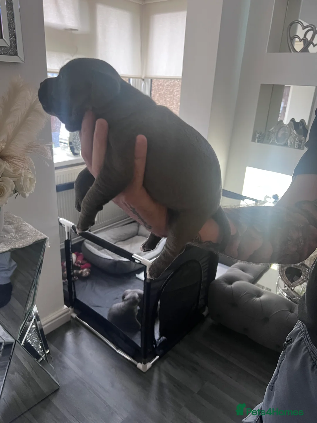 Staffordshire Bull Terrier dogs for sale: LAST BOY LEFT KC REGISTERED 5 STAR BLUE   - Advert 29