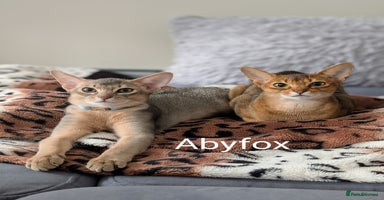 Abyssinian cats in Ruislip - Advert 1