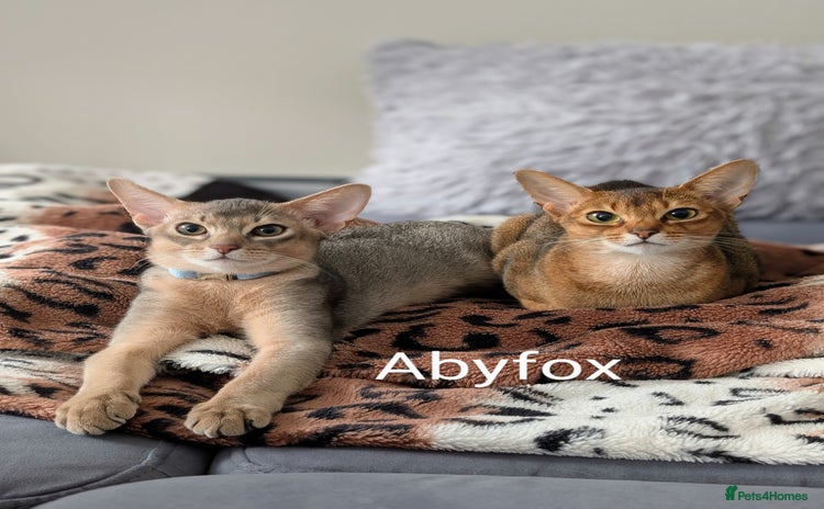 Abyssinian cats in Ruislip - Advert 2