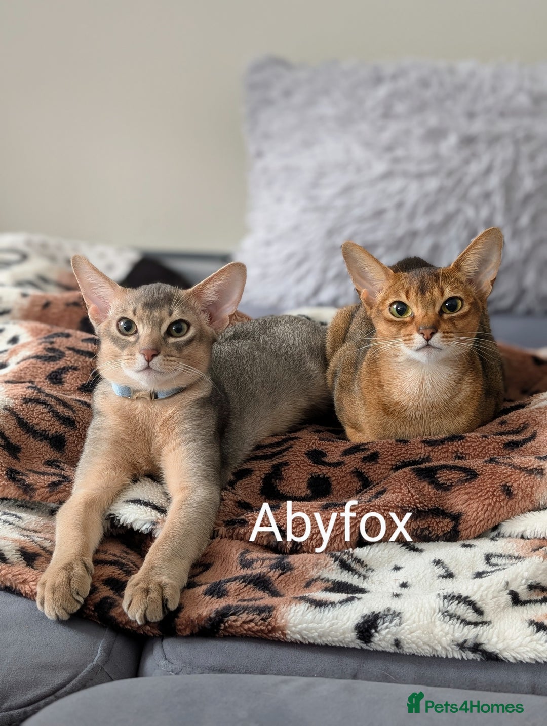 Abyssinian cats for sale: LAST BOY🩵💙 Super AFFECTIONATE🩵💙 NEUTERED 🩵 in Ruislip - Image 3