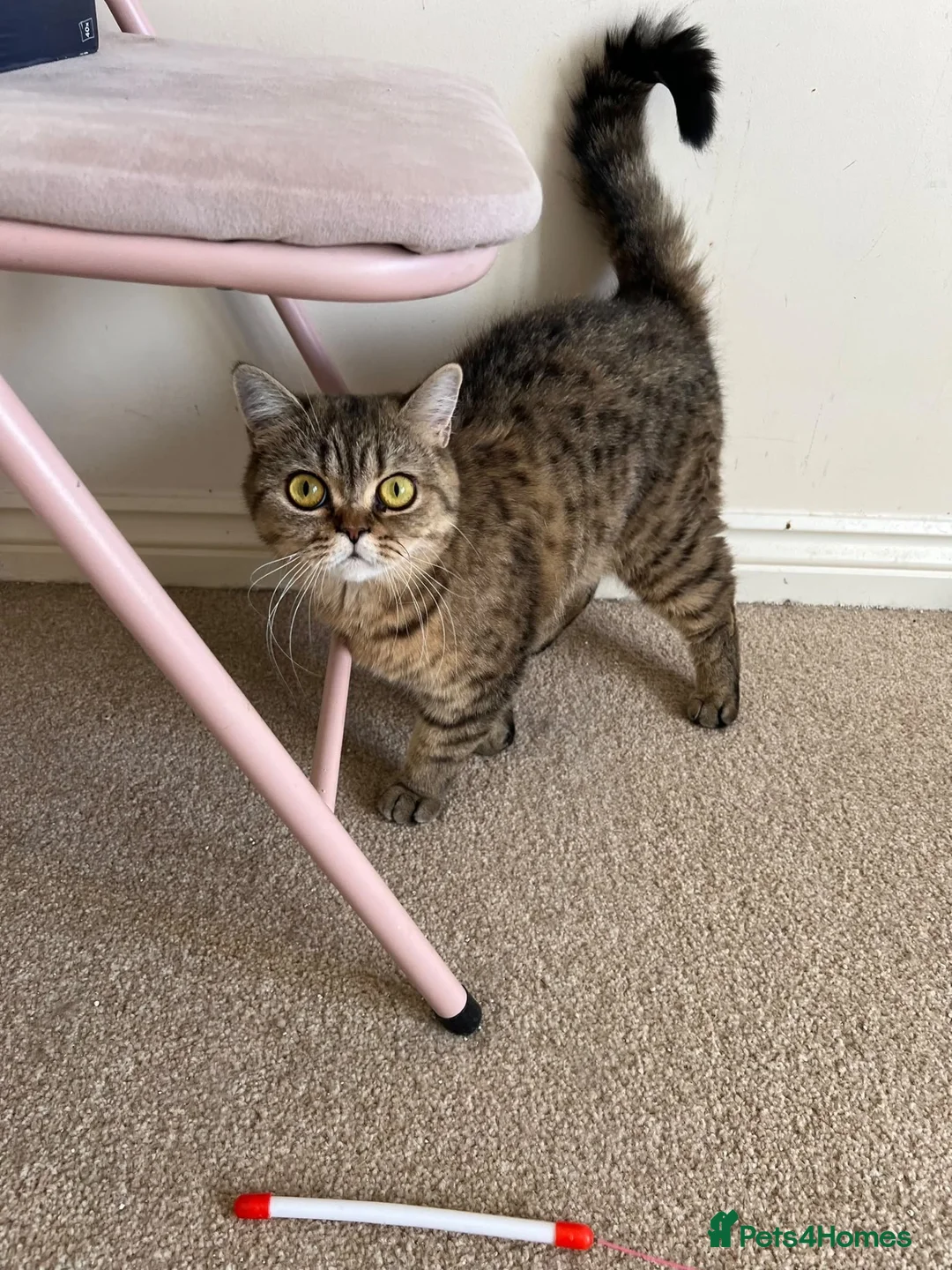 British Shorthair cats for sale: Golden Active British Short Hair Queen for Sale  - Advert 1