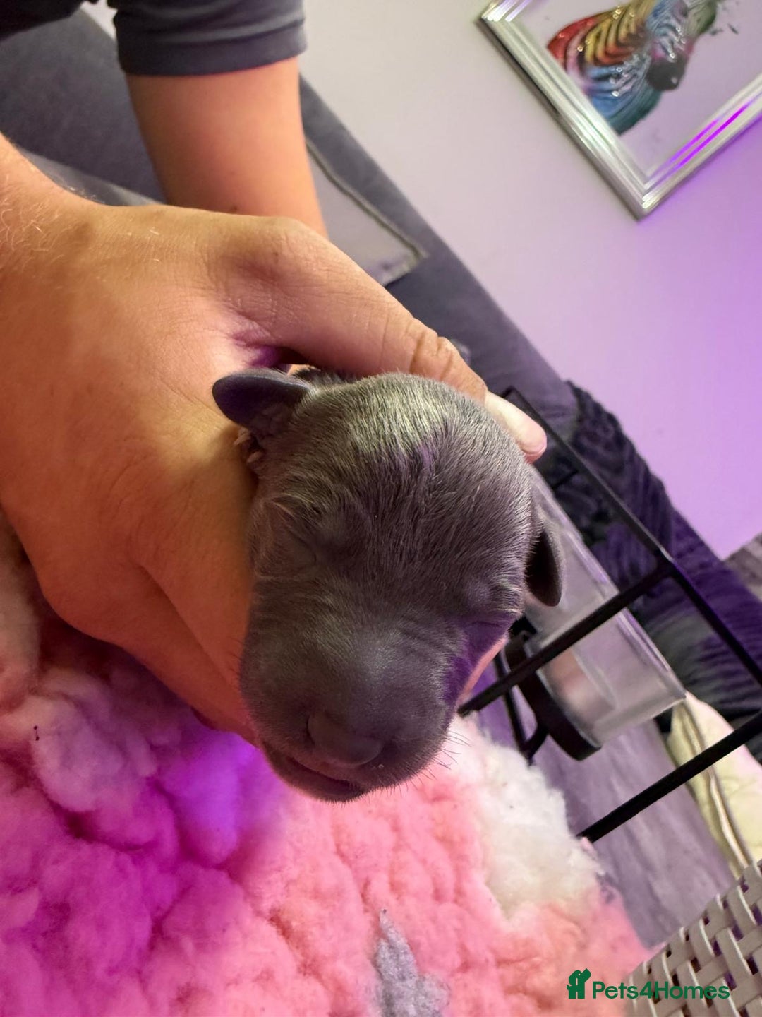 Whippet dogs for sale: Whippet , blue and blue and white puppies for sale - Image 3
