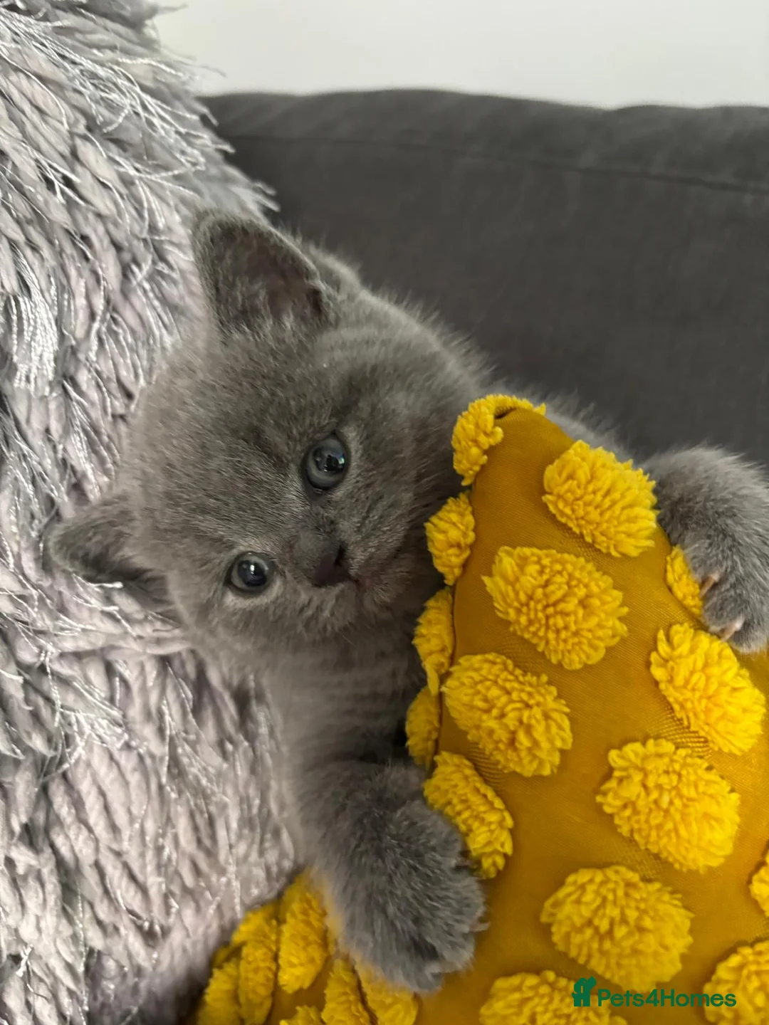 British Shorthair cats for sale: Stunning chunky British shorthair kittens - Advert 4