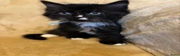 Ragcoon cats for sale: Only 2 beautiful boy Ragcoon's left  - Advert 19