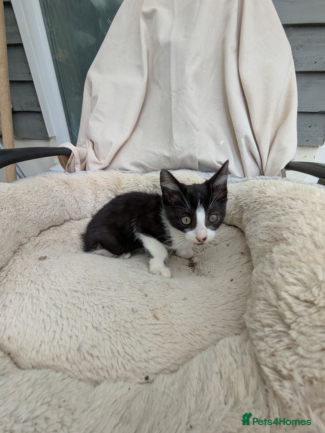 Turkish Van cats for sale: Beautiful kittens for sale  - Image 3