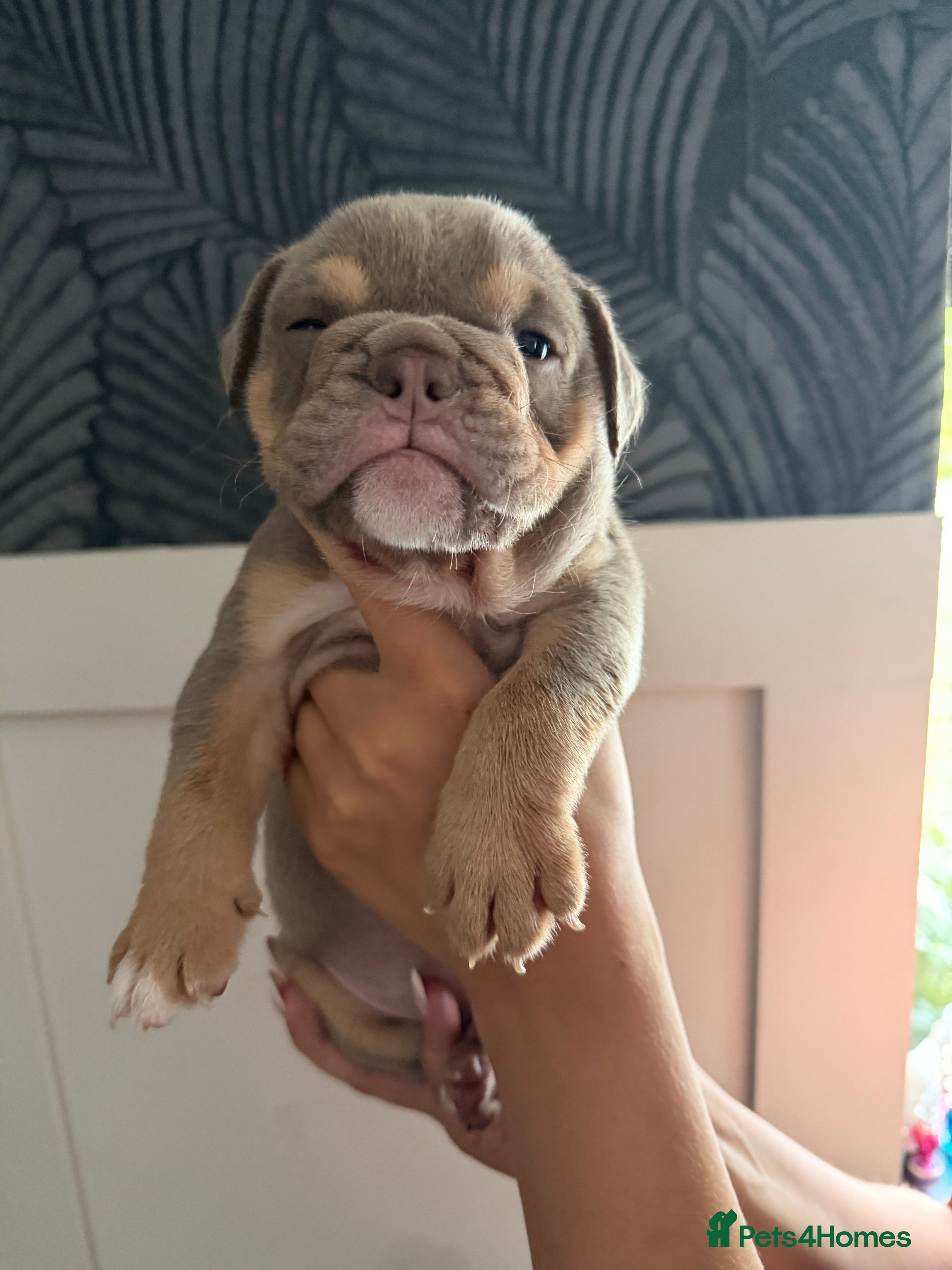 English Bulldog dogs Gorgeous KC English Bulldog Puppies - Advert 1