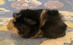 Guinea Pig rodents for sale: Gorgeous baby Guinea pigs in Saint Helens - Image 2