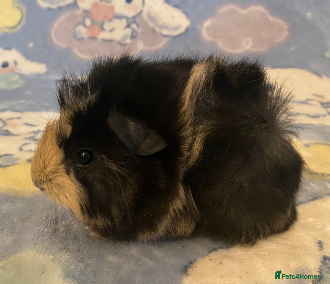 Guinea Pig rodents for sale: Gorgeous baby Guinea pigs in Saint Helens - Image 2
