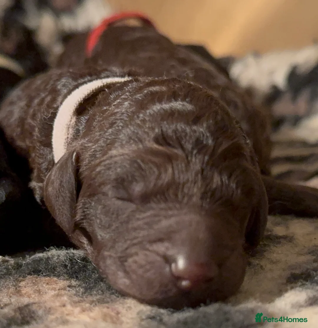 Standard Poodle dogs for sale: Reduced price£1800 Wonderful standard poodle pup’s - Advert 9