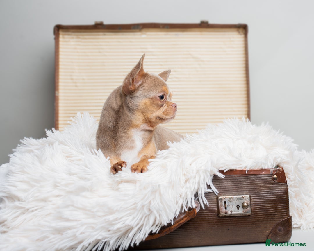 Chihuahua dogs for sale: Chihuahua Boy Looking for His Forever Home - Advert 5