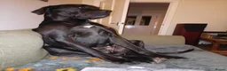 Great Dane dogs for sale: Dog for Adoption in Plymouth - Advert 6