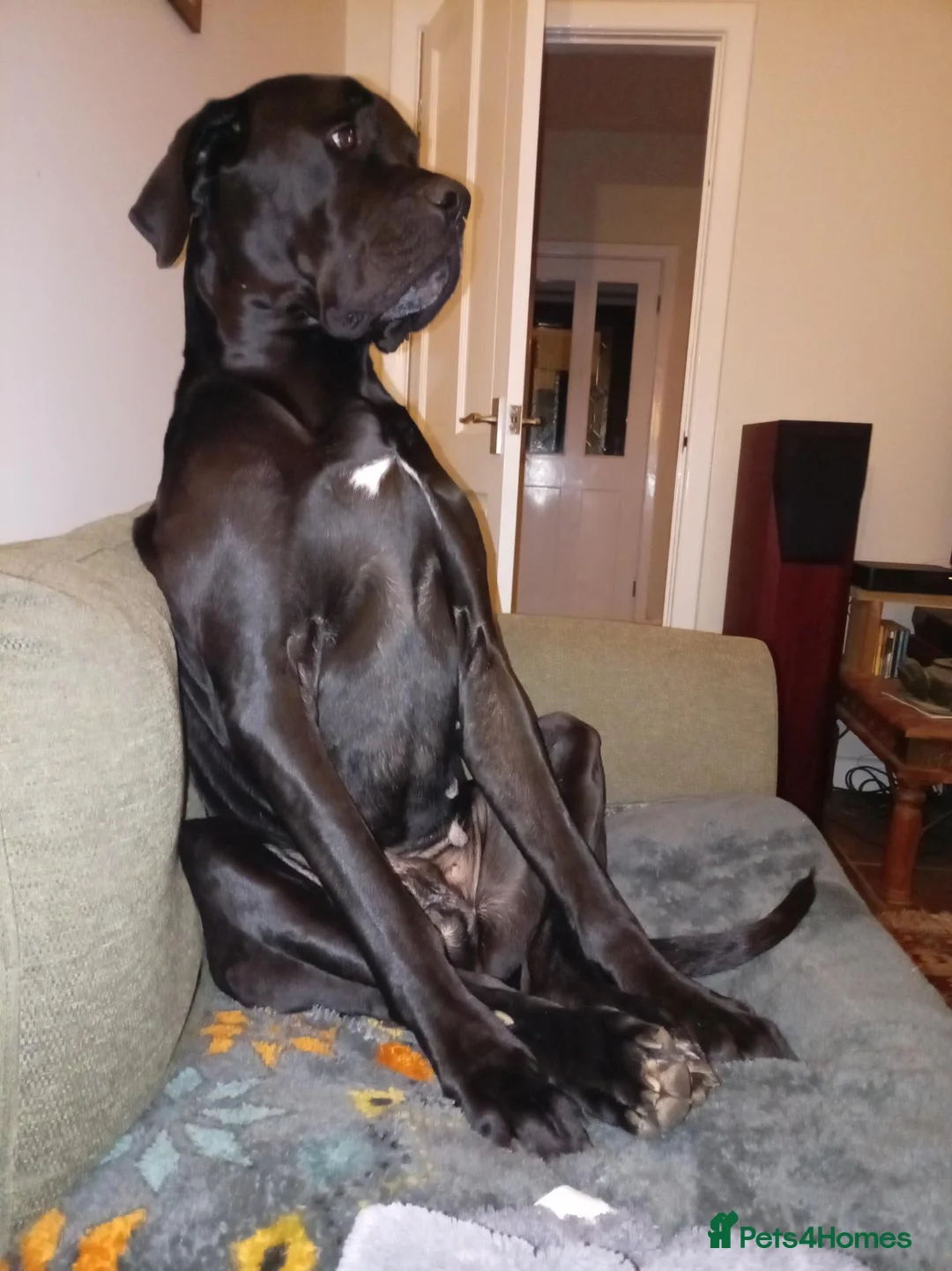 Great Dane dogs for sale: Dog for Adoption in Plymouth - Advert 6