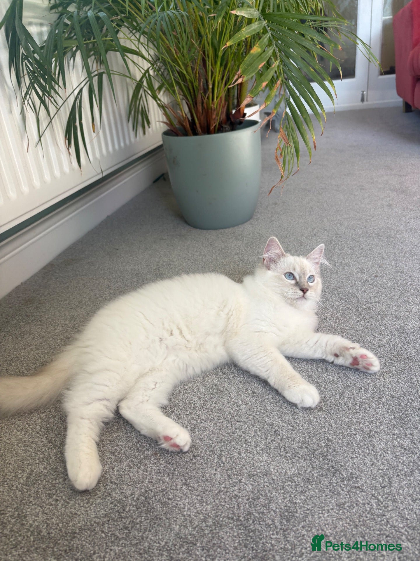 Ragdoll cats GCCF Mitted Lilac Lynx Active Stud - Advert 1
