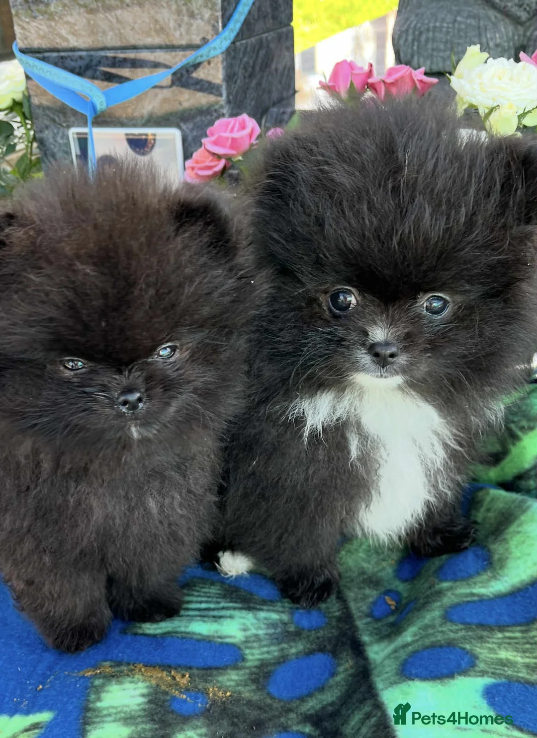 Pomeranian dogs for sale: Pomeranian - Advert 2