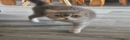 British Shorthair cats for sale: Tica registered Blue & Blue golden BSH - Advert 7