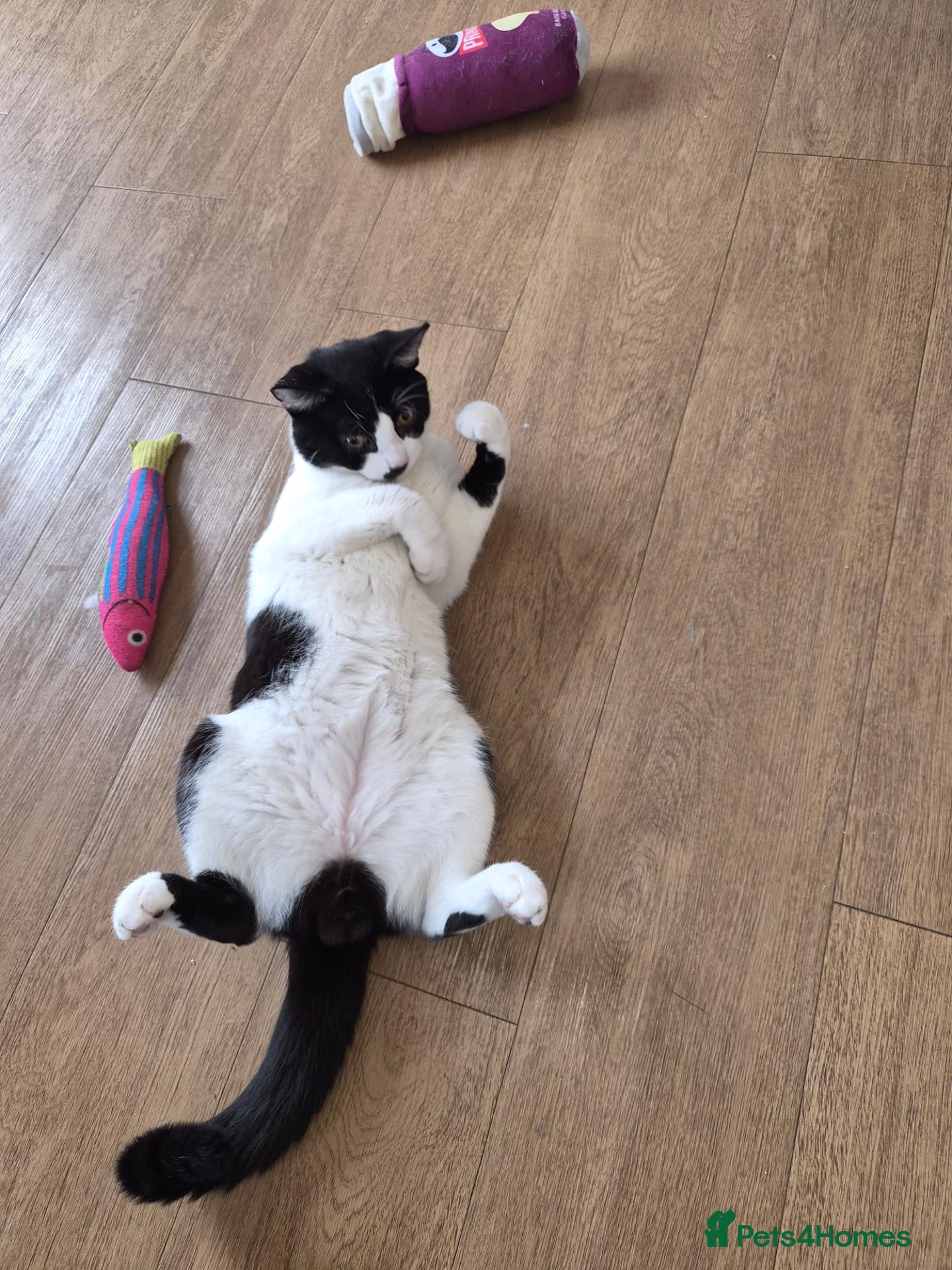 Mixed Breed cats My boy  - Advert 1