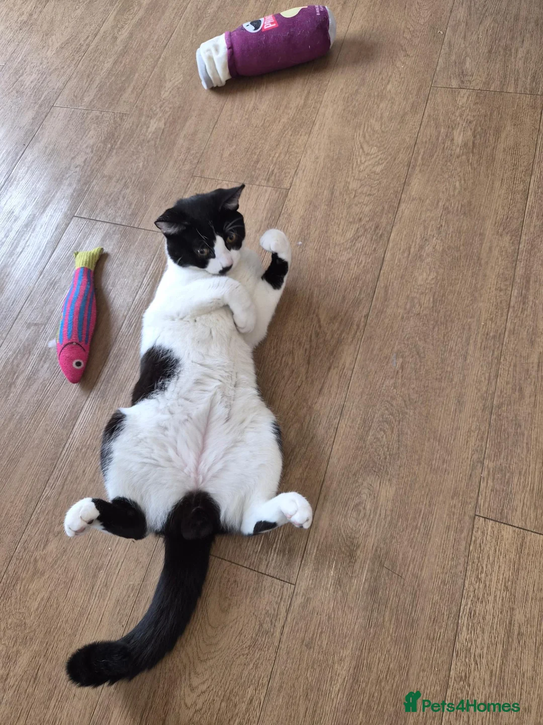 Mixed Breed cats for sale: My boy  in Ashford - Advert 1