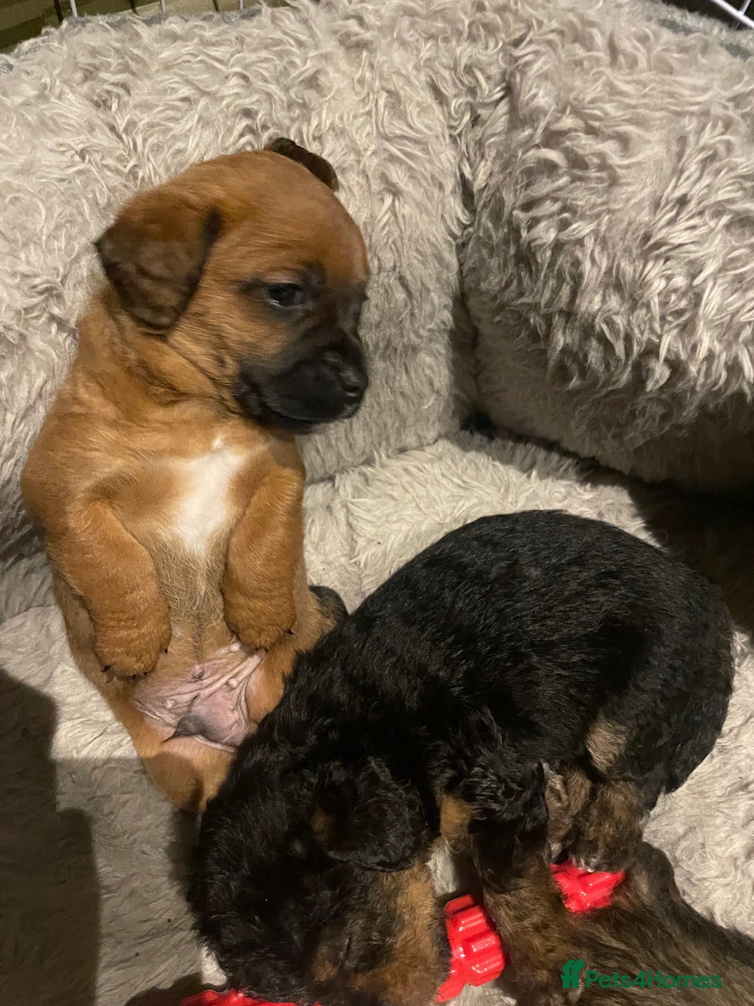Mixed Breed dogs for sale: Cavapoo/Jack Russell puppies - Image 4