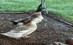 Ducks poultry for sale: Bonded breeding pair of silver appleyard ducks  - Advert 3