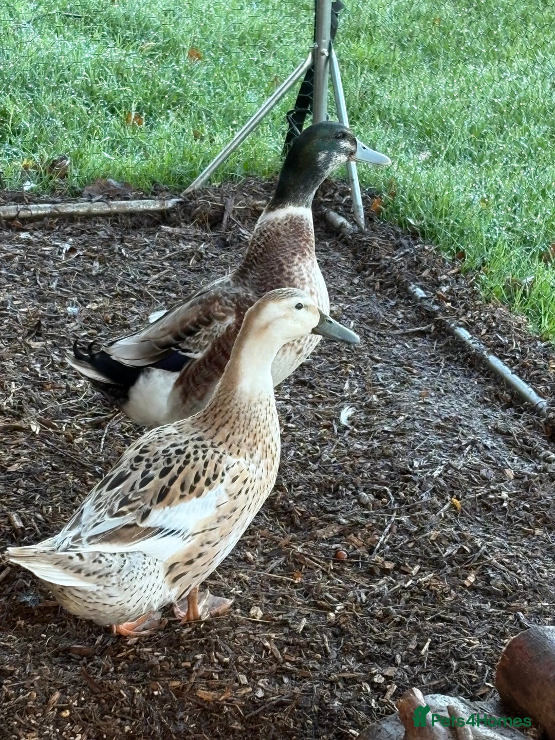 Ducks poultry for sale: Bonded breeding pair of silver appleyard ducks  - Advert 3