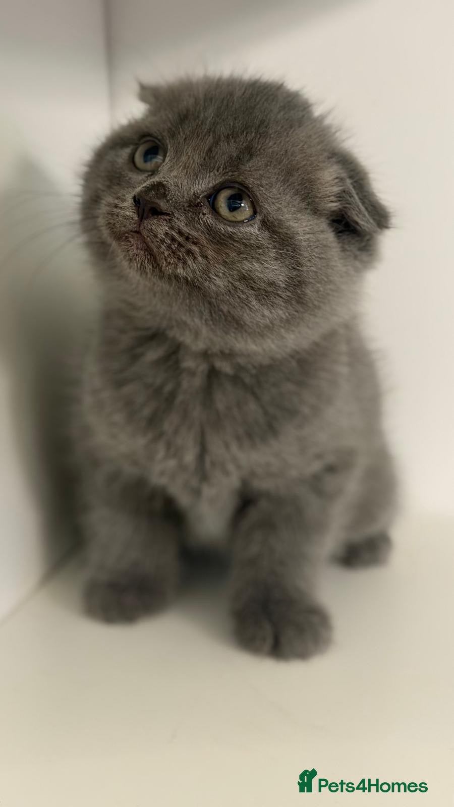 Scottish Fold cats Beautiful kittens for sell  - Advert 2