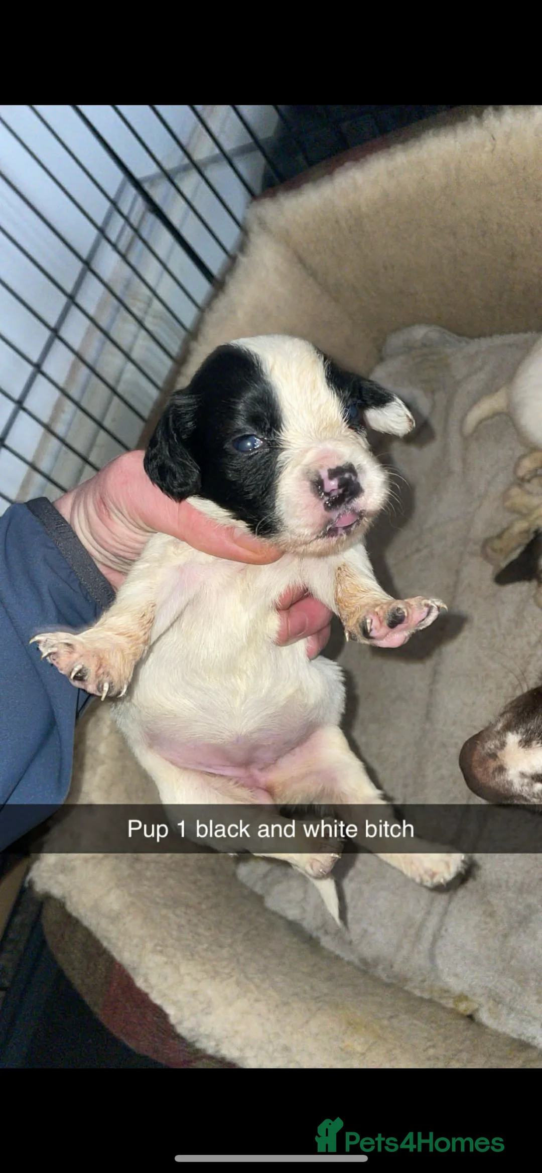 Cocker Spaniel dogs for sale: Roan cocker spaniel puppies  - Advert 2