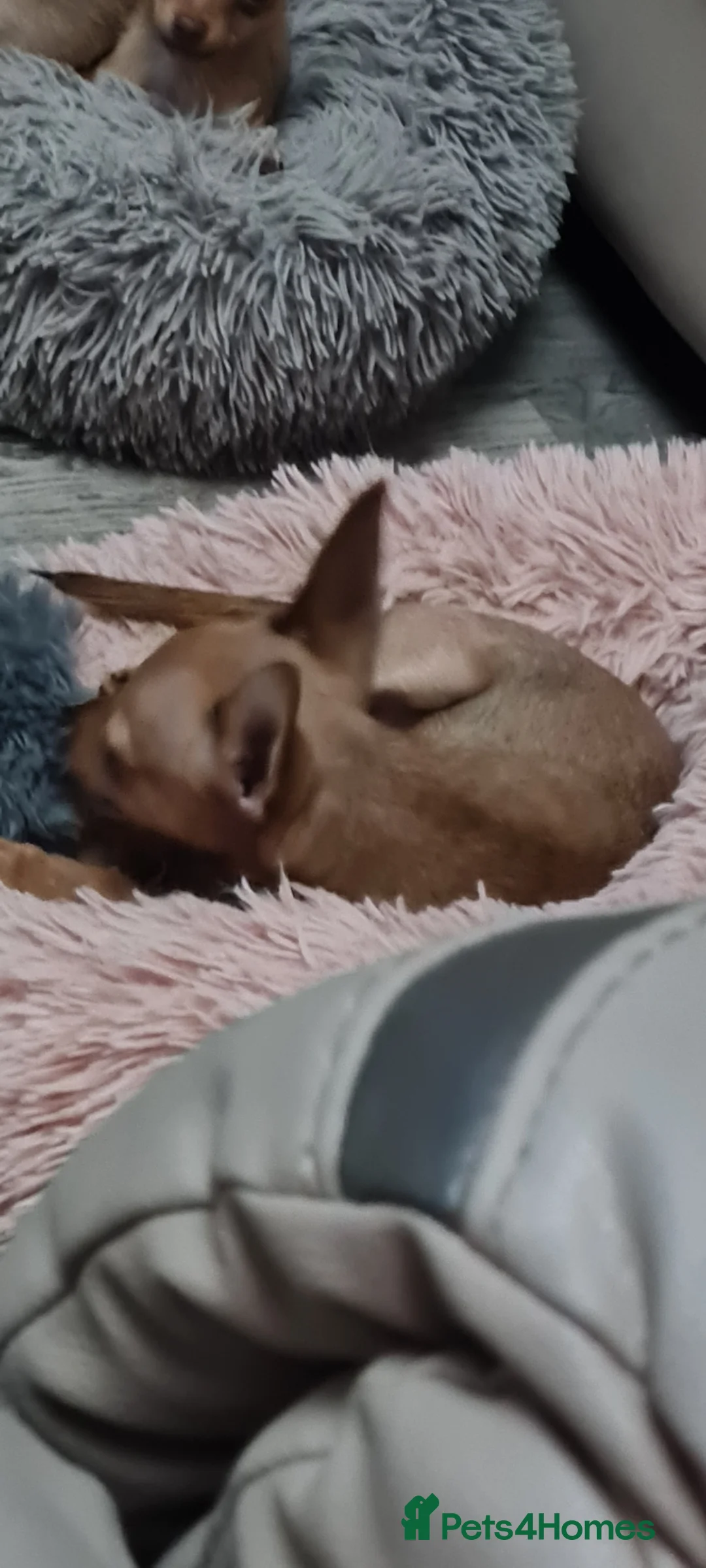 Mixed Breed dogs for sale: Attention...tree mixed chihuahua puppys for sale.. - Advert 2