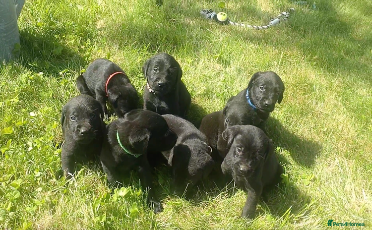 Labrador Retriever dogs - Advert 7