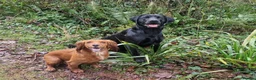 Labrador Retriever dogs for stud: KC 0/0 Hips/ Elbows, Health tested Labrador  - Advert 1