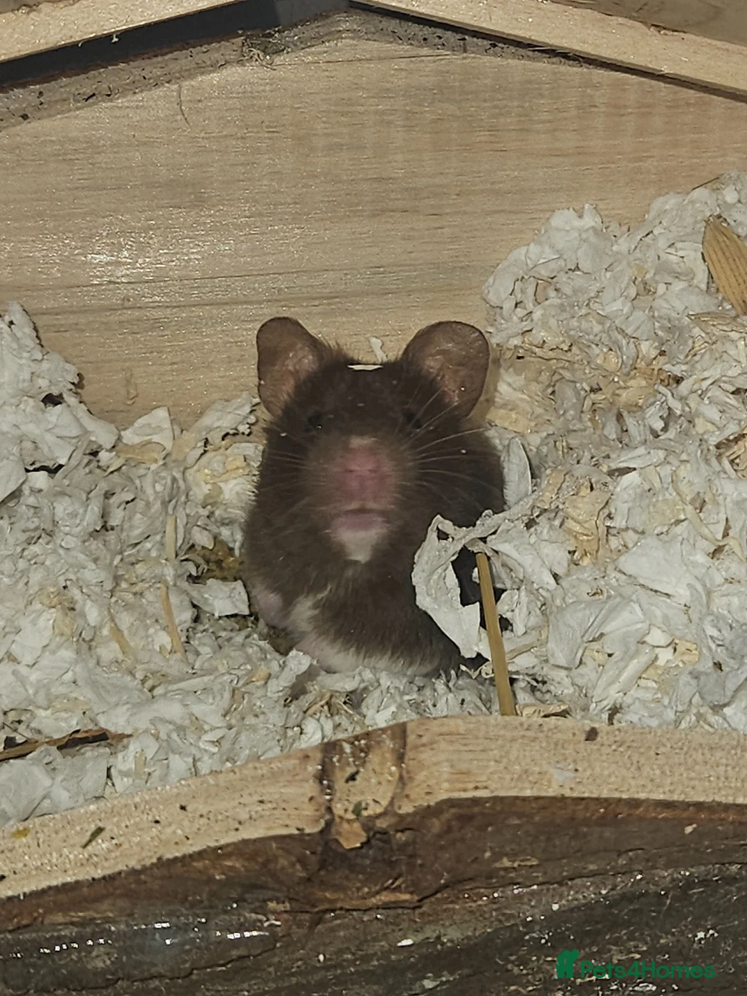 Hamster rodents for sale: Syrian hamster  - Advert 1