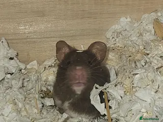 Hamster rodents Syrian hamster - Advert 1