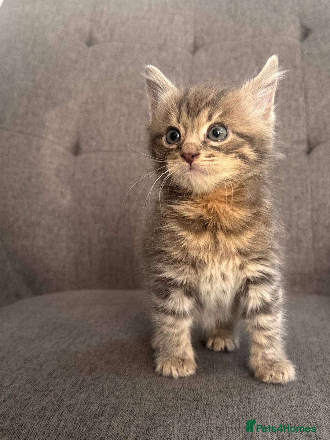 Mixed Breed cats for sale: 2 beautiful kittens left  - Advert 11