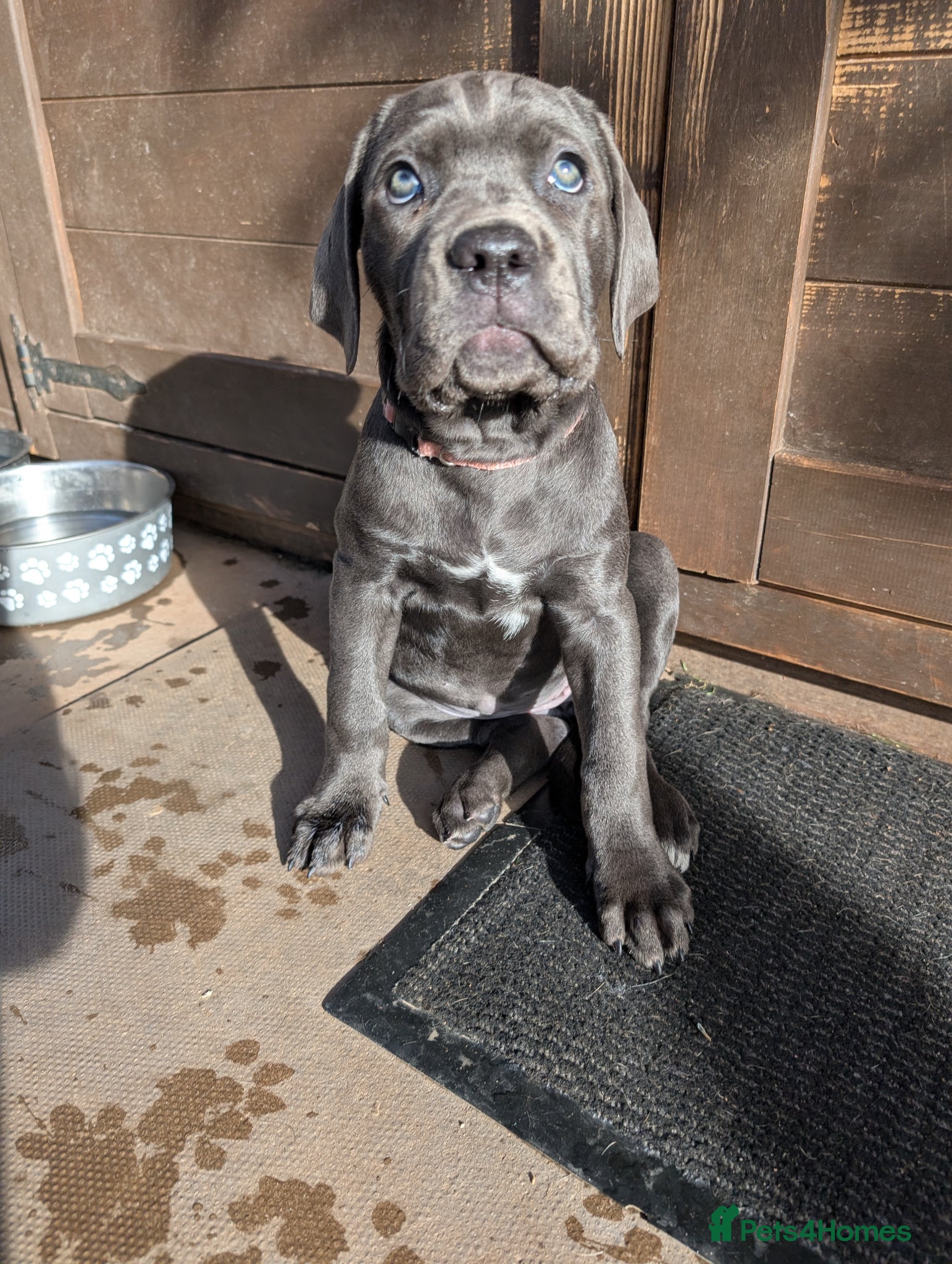 Cane Corso dogs Cane corso puppies  - Advert 13