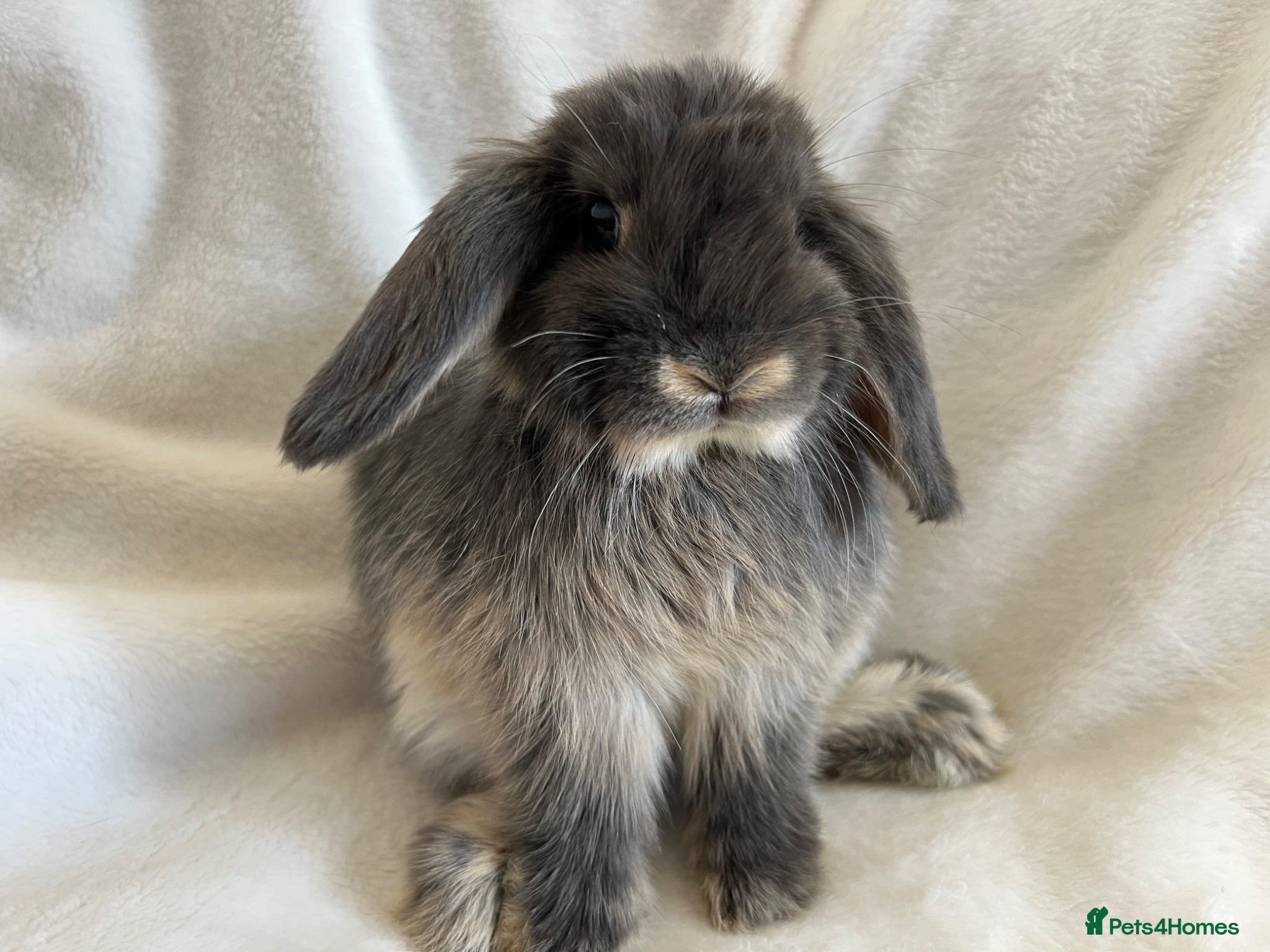 Mini Lop rabbits Mini Lops Ready Now  - Advert 1
