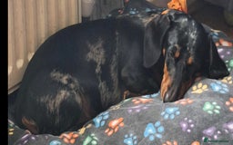 Dachshund dogs for sale: £350.00 - Advert 6