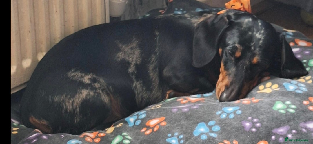 Dachshund dogs for sale: £350.00 - Advert 6