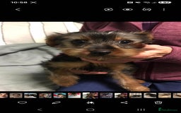 Yorkshire Terrier dogs for sale: 3 yr old Yorkshire terrier bitch - Image 5