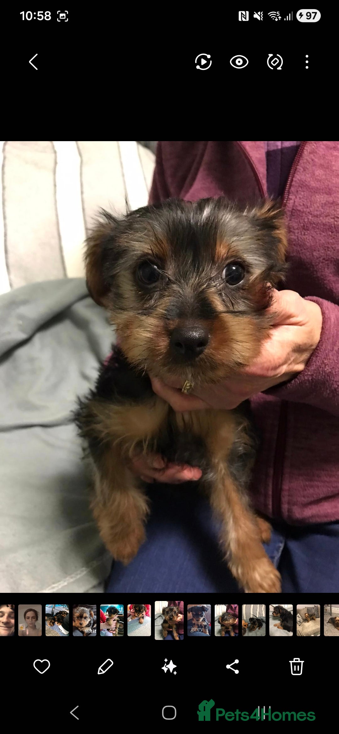 Yorkshire Terrier dogs for sale: 3 yr old Yorkshire terrier bitch - Image 5