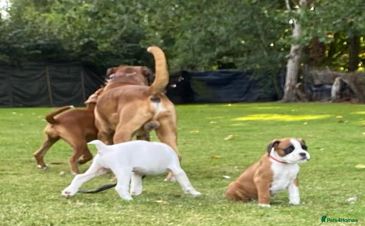 Boxer dogs - Advert 5