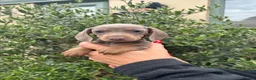 Miniature Dachshund dogs for sale: Stunning KC Miniature Dachshund Litter of 7 in Burnley - Advert 1