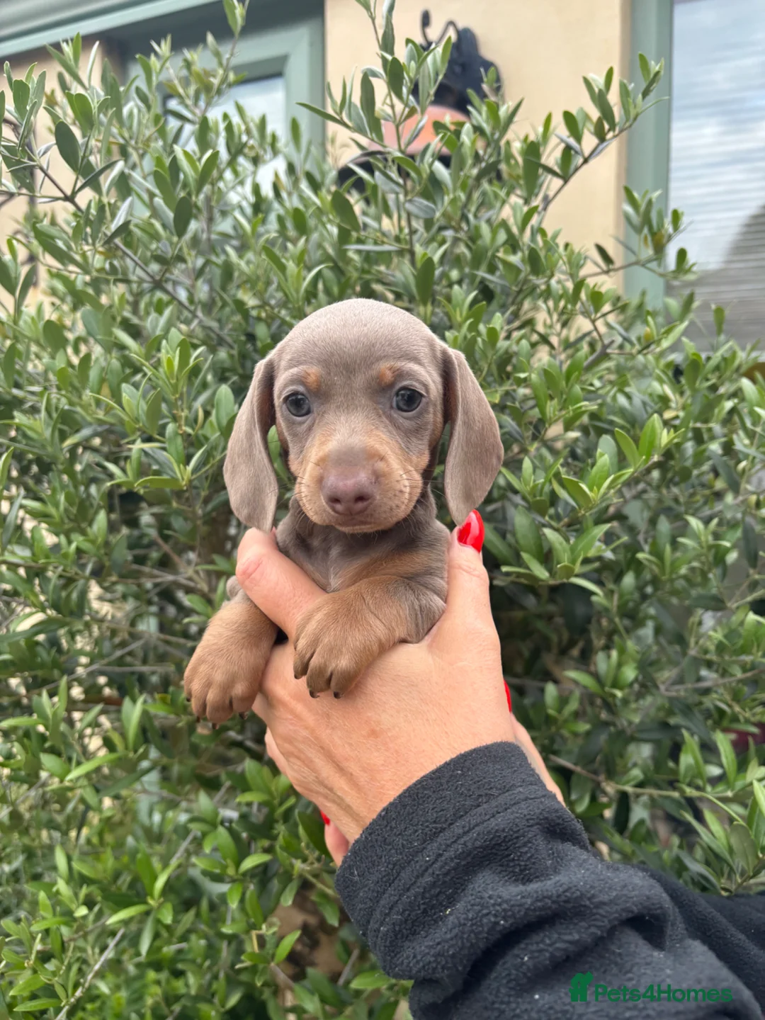 Miniature Dachshund dogs for sale: Stunning KC Miniature Dachshund Litter of 7 in Burnley - Advert 1