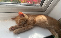 Mixed Breed cats for sale: 2 beautiful girl kittens looking for forever homes - Image 5