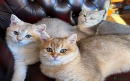 British Shorthair cats for sale: Ready now golden BSH - Image 3