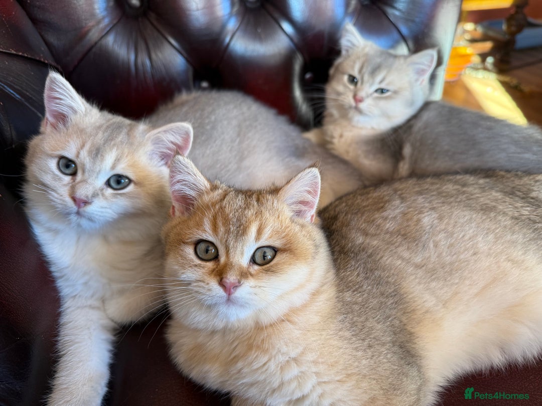 British Shorthair cats for sale: Ready now golden BSH - Image 3