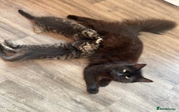 Mixed Breed cats for sale: Mixed breed kittens - Image 4