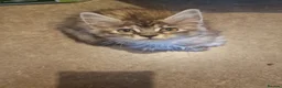 Mixed Breed cats for sale: Maine Coon mix kittens  in Heathfield - Advert 11