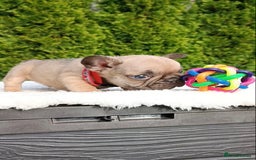 French Bulldog dogs for sale: ❤️ 🐶 beautiful French bulldog puppies ❤️🐶 - Image 21