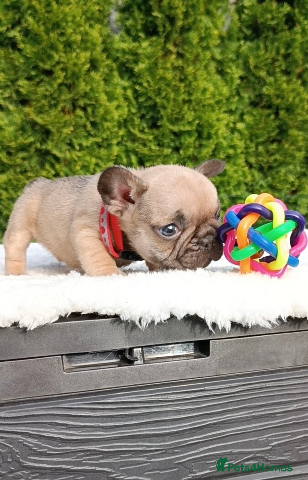 French Bulldog dogs for sale: ❤️ 🐶 beautiful French bulldog puppies ❤️🐶 - Image 21