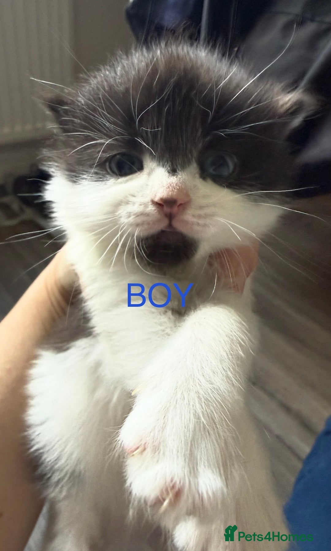 British Shorthair cats for sale: Kittens - Advert 2